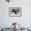Hawker Sea Hawk-null-Framed Photographic Print displayed on a wall