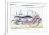 Hawkins Gymnetrus and Red Band Fish-Robert Hamilton-Framed Art Print