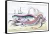 Hawkins Gymnetrus and Red Band Fish-Robert Hamilton-Framed Stretched Canvas