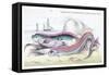 Hawkins Gymnetrus and Red Band Fish-Robert Hamilton-Framed Stretched Canvas