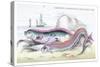 Hawkins Gymnetrus and Red Band Fish-Robert Hamilton-Stretched Canvas
