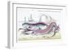 Hawkins Gymnetrus and Red Band Fish-Robert Hamilton-Framed Art Print