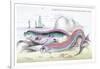 Hawkins Gymnetrus and Red Band Fish-Robert Hamilton-Framed Art Print