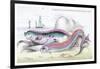 Hawkins Gymnetrus and Red Band Fish-Robert Hamilton-Framed Art Print