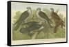 Hawks and Falcons-null-Framed Stretched Canvas