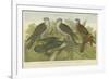 Hawks and Falcons-null-Framed Giclee Print