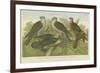 Hawks and Falcons-null-Framed Giclee Print