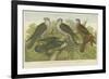 Hawks and Falcons-null-Framed Giclee Print