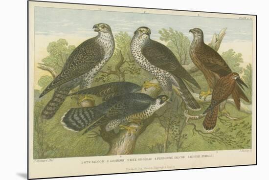 Hawks and Falcons-null-Mounted Giclee Print
