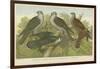 Hawks and Falcons-null-Framed Giclee Print