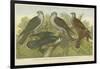 Hawks and Falcons-null-Framed Giclee Print