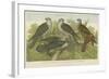 Hawks and Falcons-null-Framed Giclee Print