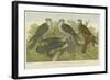 Hawks and Falcons-null-Framed Giclee Print