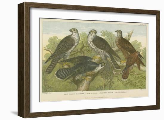 Hawks and Falcons-null-Framed Giclee Print