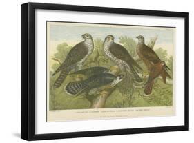 Hawks and Falcons-null-Framed Giclee Print