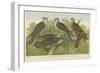 Hawks and Falcons-null-Framed Giclee Print