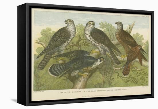 Hawks and Falcons-null-Framed Stretched Canvas