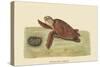 Hawks Bill Turtle-Mark Catesby-Stretched Canvas