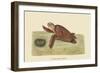 Hawks Bill Turtle-Mark Catesby-Framed Art Print