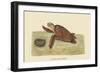 Hawks Bill Turtle-Mark Catesby-Framed Art Print