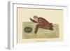 Hawks Bill Turtle-Mark Catesby-Framed Art Print