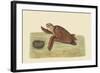 Hawks Bill Turtle-Mark Catesby-Framed Art Print