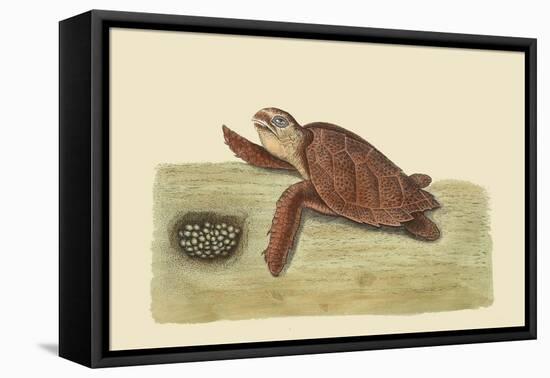 Hawks Bill Turtle-Mark Catesby-Framed Stretched Canvas