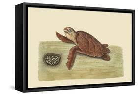 Hawks Bill Turtle-Mark Catesby-Framed Stretched Canvas