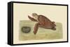 Hawks Bill Turtle-Mark Catesby-Framed Stretched Canvas