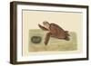 Hawks Bill Turtle-Mark Catesby-Framed Art Print