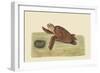 Hawks Bill Turtle-Mark Catesby-Framed Art Print