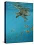 Hawksbill and Butterflies-Michael Jackson-Stretched Canvas