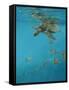 Hawksbill and Butterflies-Michael Jackson-Framed Stretched Canvas