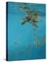 Hawksbill and Butterflies-Michael Jackson-Stretched Canvas