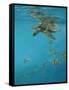 Hawksbill and Butterflies-Michael Jackson-Framed Stretched Canvas