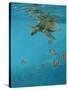 Hawksbill and Butterflies-Michael Jackson-Stretched Canvas