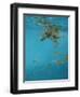 Hawksbill and Butterflies-Michael Jackson-Framed Premium Giclee Print