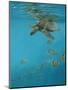 Hawksbill and Butterflies-Michael Jackson-Mounted Premium Giclee Print