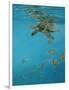 Hawksbill and Butterflies-Michael Jackson-Framed Giclee Print