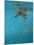 Hawksbill and Butterflies-Michael Jackson-Mounted Giclee Print