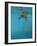 Hawksbill and Butterflies-Michael Jackson-Framed Giclee Print