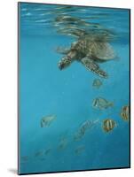 Hawksbill and Butterflies-Michael Jackson-Mounted Giclee Print