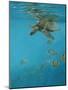 Hawksbill and Butterflies-Michael Jackson-Mounted Giclee Print