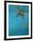 Hawksbill and Butterflies-Michael Jackson-Framed Giclee Print