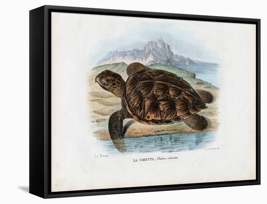 Hawksbill Sea Turtle, 1863-79-Raimundo Petraroja-Framed Stretched Canvas