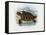 Hawksbill Sea Turtle, 1863-79-Raimundo Petraroja-Framed Stretched Canvas