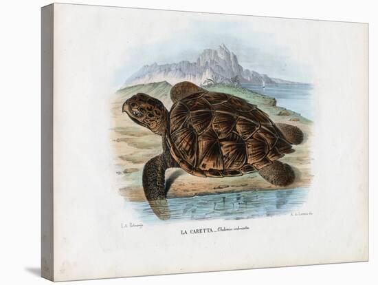 Hawksbill Sea Turtle, 1863-79-Raimundo Petraroja-Stretched Canvas