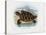 Hawksbill Sea Turtle, 1863-79-Raimundo Petraroja-Stretched Canvas