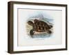 Hawksbill Sea Turtle, 1863-79-Raimundo Petraroja-Framed Giclee Print