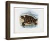 Hawksbill Sea Turtle, 1863-79-Raimundo Petraroja-Framed Giclee Print